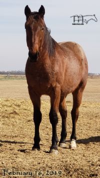 Miss Limited H's 2017 Colt -POCO DIVDEND MA